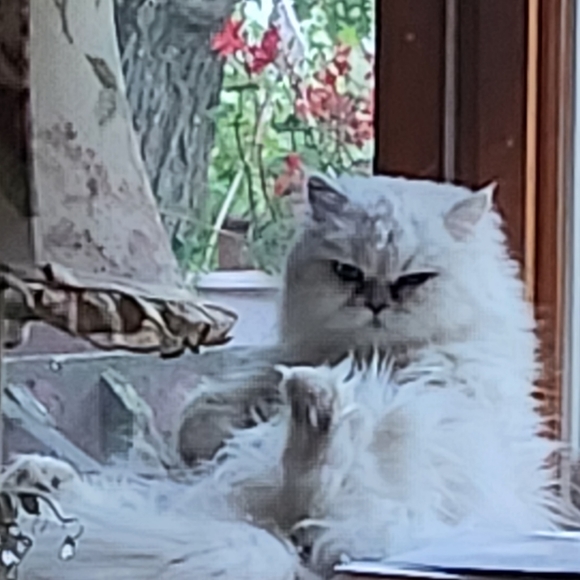 Meet your Posher, Karen - Picture 2 of 9